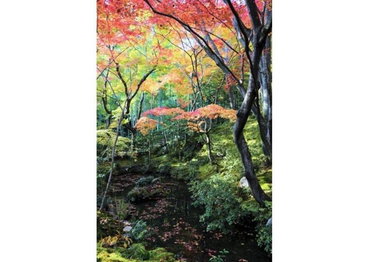 ▲다보탑으로 가는 도중, 본당 뒤편에 보이는 연못은 가을 뿐 아니라 사계절의 아름다움을 표현해 낸다.