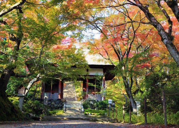 紅葉間灑落的優美光線～常寂光寺：京都嵐山的賞楓景點！