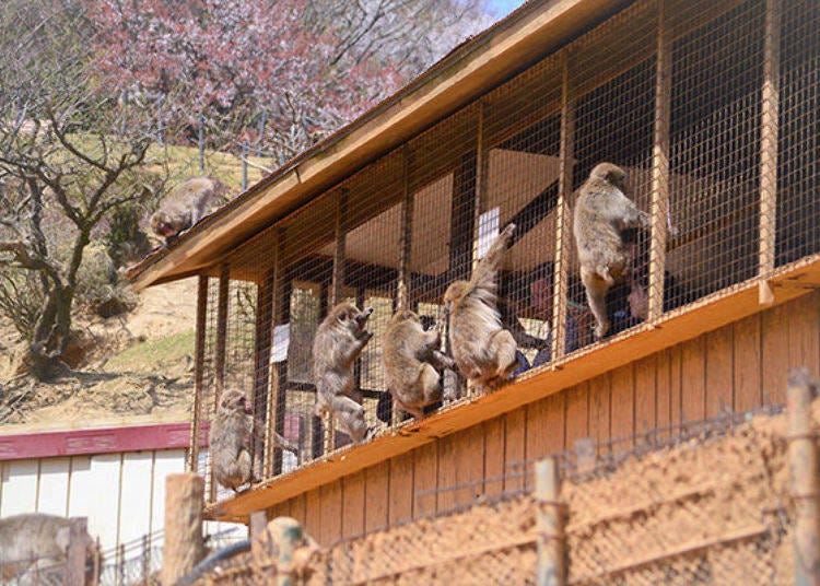 ▲The feeding area, seen from the outside; you can see the monkeys gathering around the snacks