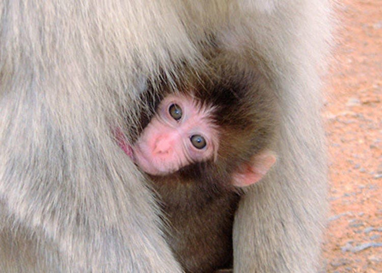 Spring to Summer is the Child Rearing Season! You Might be able to See a Cute Baby Monkey