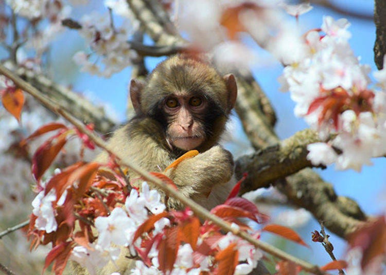 ▲벚꽃과 잎을 먹는 아기 원숭이. 나무 위를 깡충깡충 뛰어다닌다