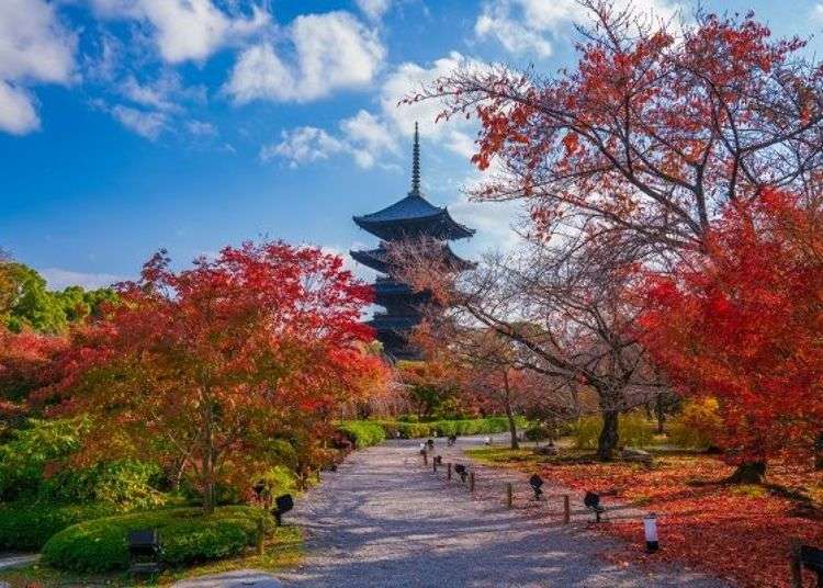 토지(東寺) 「교토의 랜드마크」오중탑을 바라보며 단풍에 물드는 경내 산책