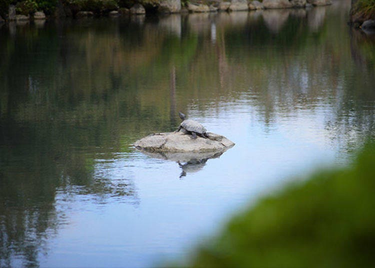 ▲A turtle sunbathing in the pond and beautiful koi swimming