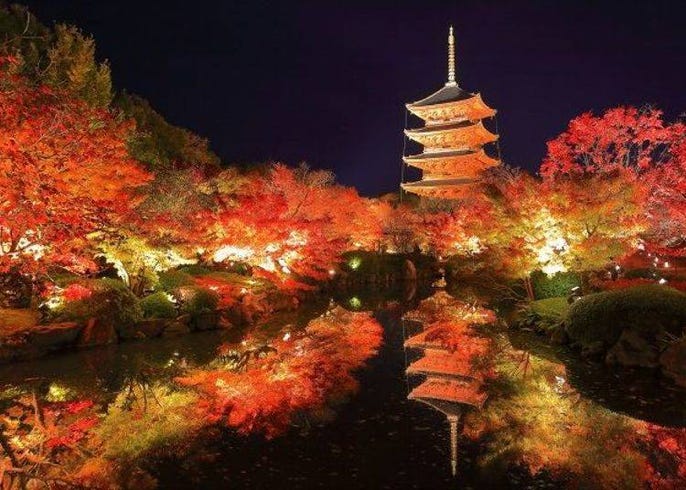京都東寺賞楓必去 五重塔 金堂及美麗紅葉 Live Japan 日本旅遊 文化體驗導覽