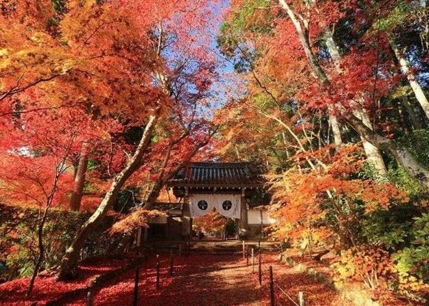 京都光明寺楓葉大道！每年秋天賞紅葉的必訪美景！