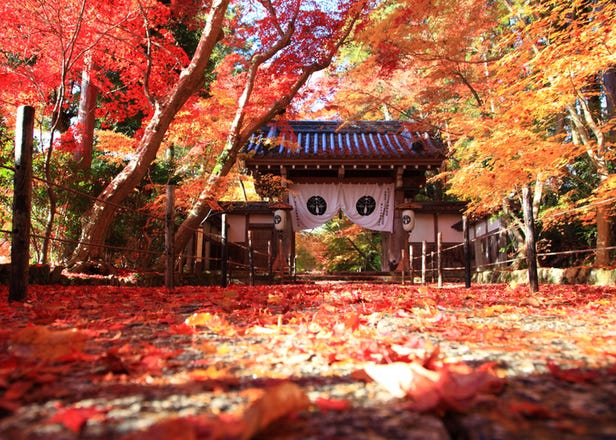 Komyoji Temple's Momiji-sando: 2021 Fall Colors at Kyoto's Ancient Temple