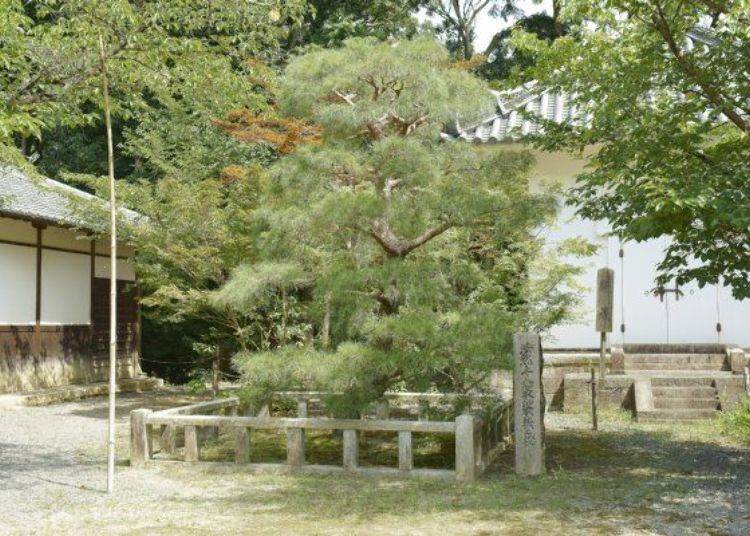 ▲Honen Shonin Kesa Kaken no Matsu and to the right is the Kyozo (a storage place for scriptures)