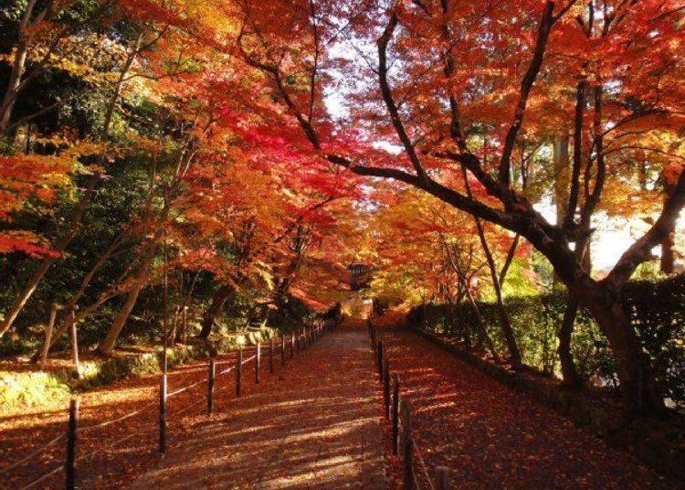 ▲楓紅季節整個石板道都被染紅的楓葉大道