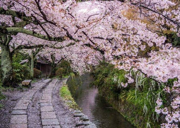 ▲櫻花盛開的哲學之道，是京都春季最著名的賞櫻名勝地。