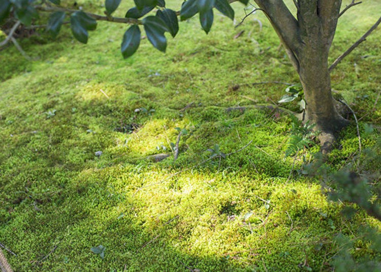 ▲빽빽하게 낀 이끼가 세월을 말해주는 정원. 나뭇잎 사이로 비치는 햇살도 운치를 더한다.