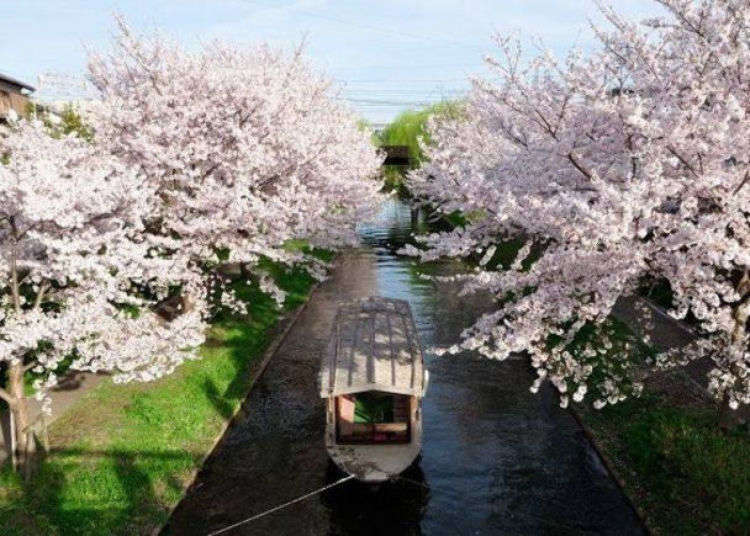京都伏見一日遊 洋溢歷史風情的品酒之旅 Live Japan 日本旅遊 文化體驗導覽