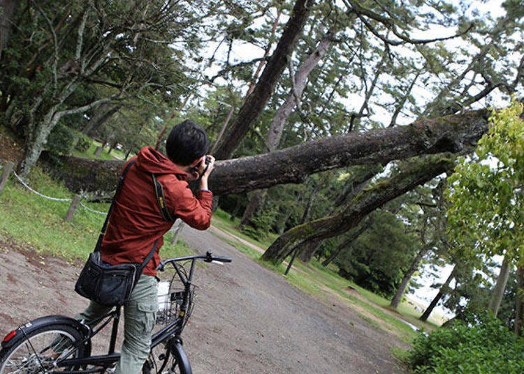 ▲Pine trees protruding out into the pathway. The height of the pine trees is about 8-10m.