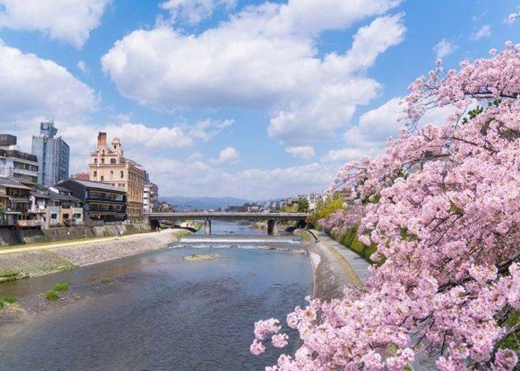 ▲Shades of pink along the Kamo River