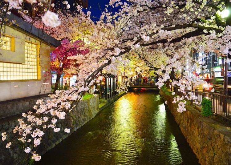 ▲Cherry blossom trees stretch out for a kilometer along the banks of the river which is only two to three meters wide.