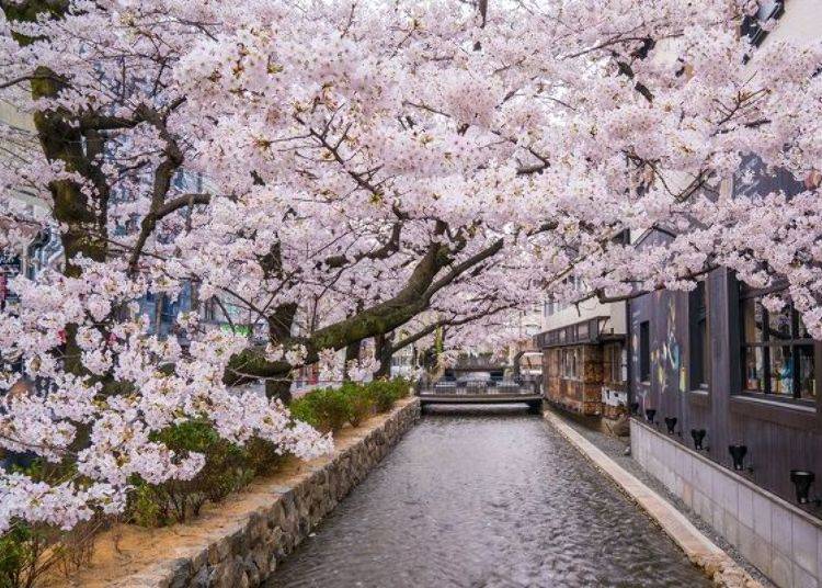 ▲The restaurant is only open for dinner, so we’d suggest you go for a walk along the river to take in the cherry blossoms before you visit.
