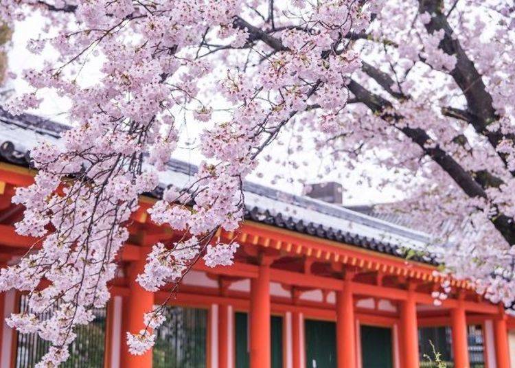▲Sanjusangendo is a famous cherry blossom spot near the hotel. It’s well worth going for a walk here if you have time.