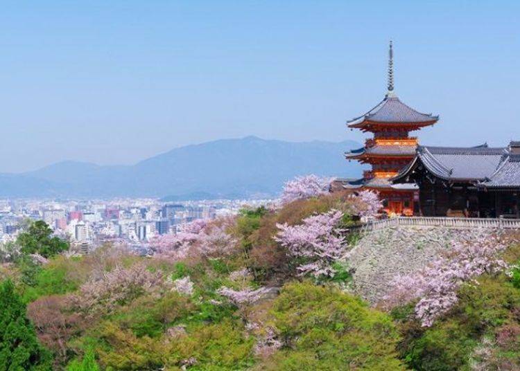 ▲Kiyomizu Temple is a famous spot for cherry blossom viewing in Kyoto's Higashiyama district
