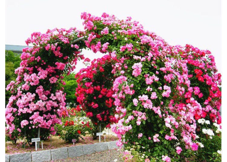 ▲There is a rose arch at the entrance of the garden. It is said to bring happiness if you take a photo here.
