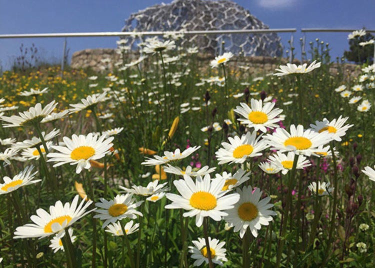 ▲The best time to view the Oxeye Daisy found around the observatory is from the end of May to the beginning of June. The seasons come about a month later near the summit of Mt. Rokko than on the plains below. (Photo provided by Mt. Rokko Tourism Co., Ltd.)