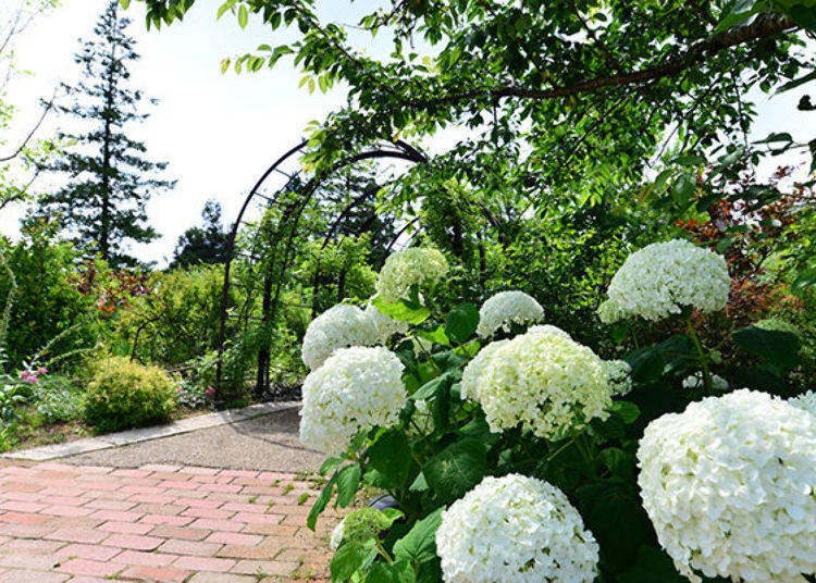 ▲見晴塔樓下方的「山莊花園」在不同季節會盛開不同的花朵。圖片上的花是名為「安娜貝爾」的繡球花，在七月中到八月中是最適合欣賞的時節（照片提供：六甲山觀光株式會社）