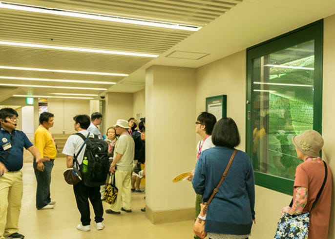 Discover Koshien Stadium Japan S Mecca For True Baseball Fans