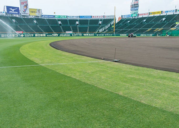 ▲The broad, grassy outfield in Koshien Stadium. The grass is kept green regardless of the season and is replanted every summer and winter.