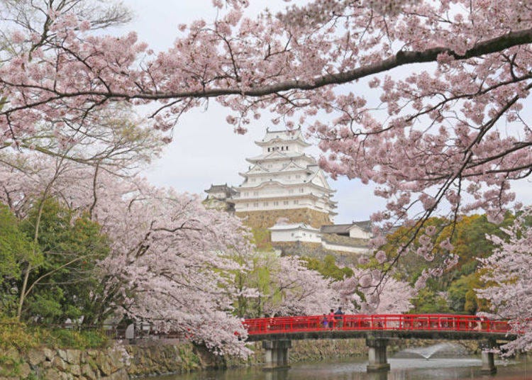 ▲ Himeji Castle in spring (photo provided by Himeji City)