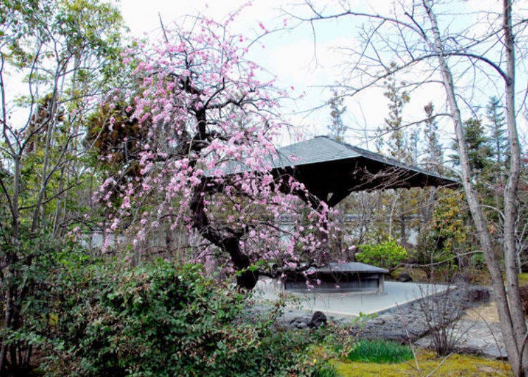 ▲春天的「花之庭」〈照片提供：好古園〉
