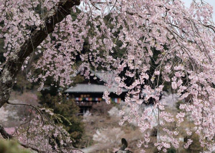▲Different types of cherries bloom at slightly different times during the month of April such as weeping cherry, Yoshino cherry, mountain cherry, and Nara double cherry. (Photo provided by Hasedera Temple)