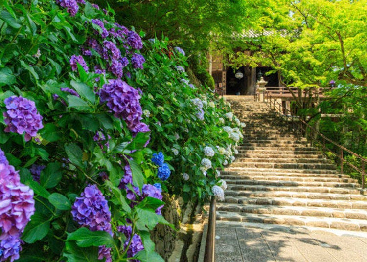 ▲Hydrangea in bloom along the path to the main hall. The best time for viewing them is from the end of June to the end of July.