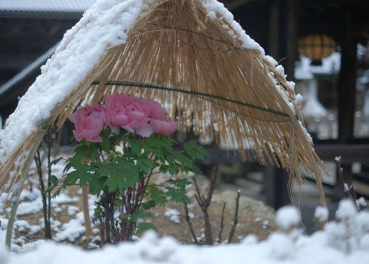 ▲A peony trying hard to bloom under a straw umbrella to protect it from the snow in the midst of winter. The middle of November to the end of December is the best time to view them. (Photo provided by Hasedera Temple)