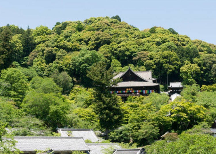 ▲长谷寺的本堂（正殿）就位在初濑山的半山腰，被嫩绿的树木紧紧包围且矗立之中。