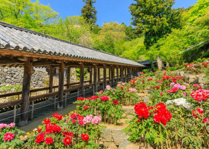 在花之御寺 奈良 長谷寺 與日本最大的觀音菩薩結緣 live japan 日本旅遊 文化體驗導覽