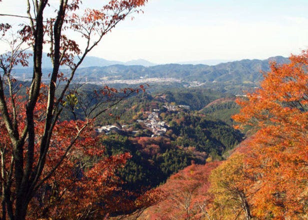 단풍에 물들다! 기원의 성지 ‘요시노야마’에서 가을단풍과의 공중산책
