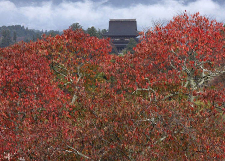 ▲Zaodo as seen through the foliage from Kami-senbon (Photo provided by Yoshino Mountain Tourism Association)