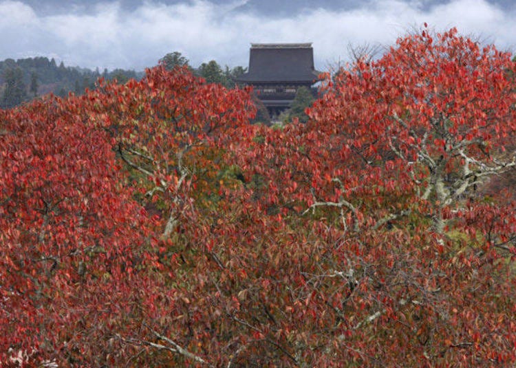 ▲Zaodo as seen through the foliage from Kami-senbon  (Photo provided by Yoshino Mountain Tourism Association)