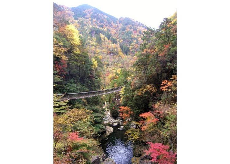 ▲11月上旬～中旬是楓紅的最佳觀賞期（照片提供：天川村）