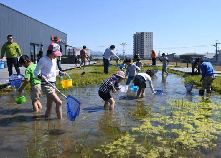 ▲The biotope observation event held throughout the season. An opportunity to enter the pond, where it is usually off limits (photo provided by Yanmar Museum)