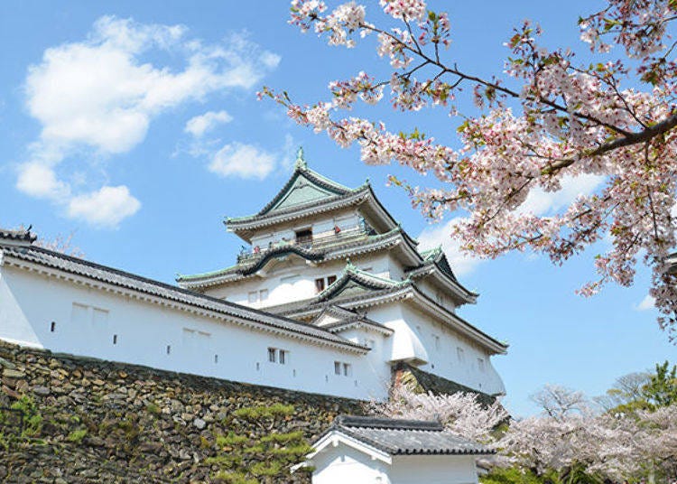 ▲Wakayama Castle when the cherries are in bloom