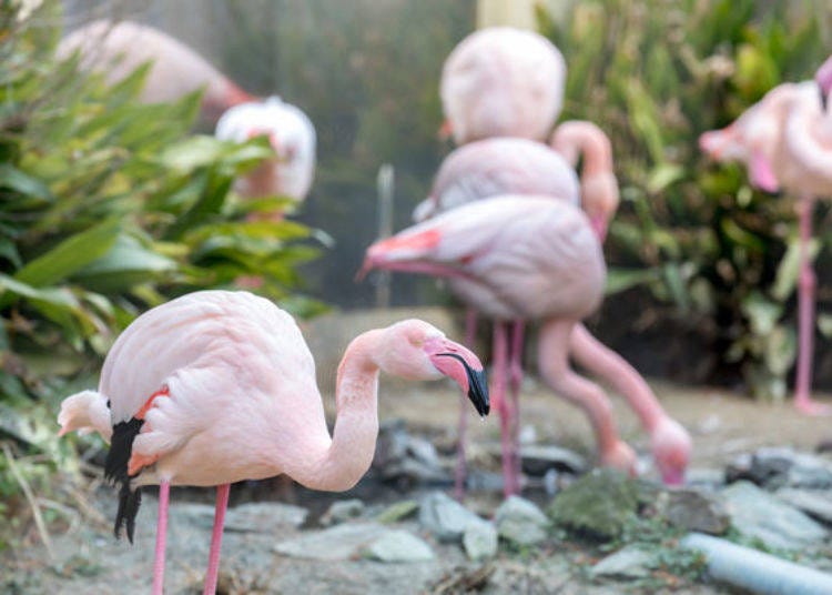 ▲Colorful pink flamingos