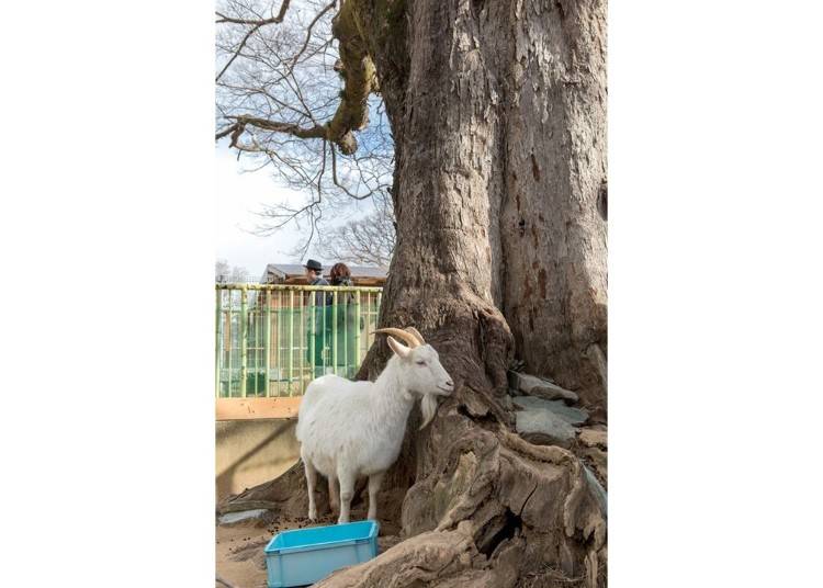 ▲Cute goat in the Wakayama Park Zoo