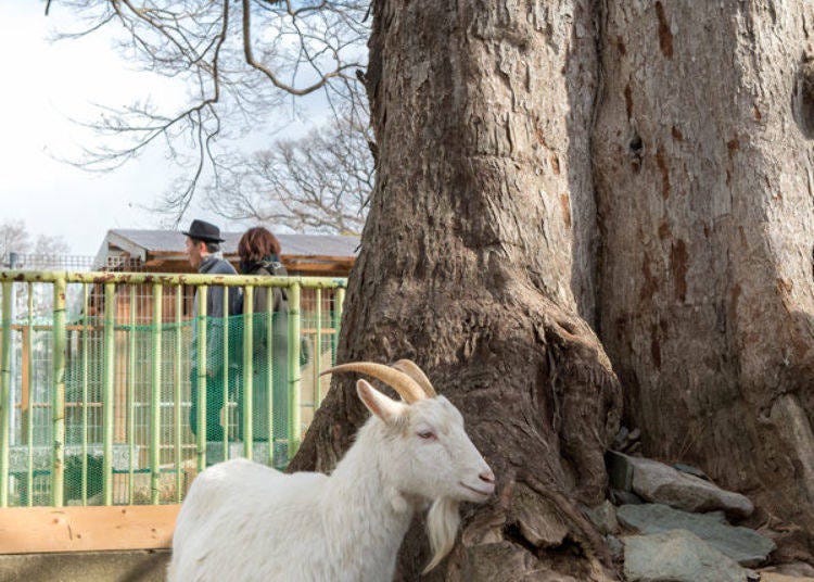 ▲和歌山公園動物園のかわいいヤギさん