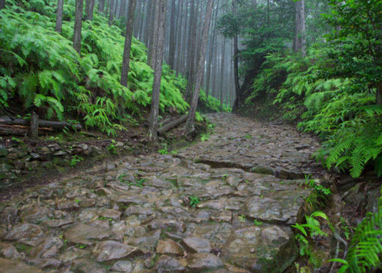 穿梭於自然氣息滿溢的神聖森林小道之中 世界遺產熊野古道登山 Live Japan 日本旅遊 文化體驗導覽