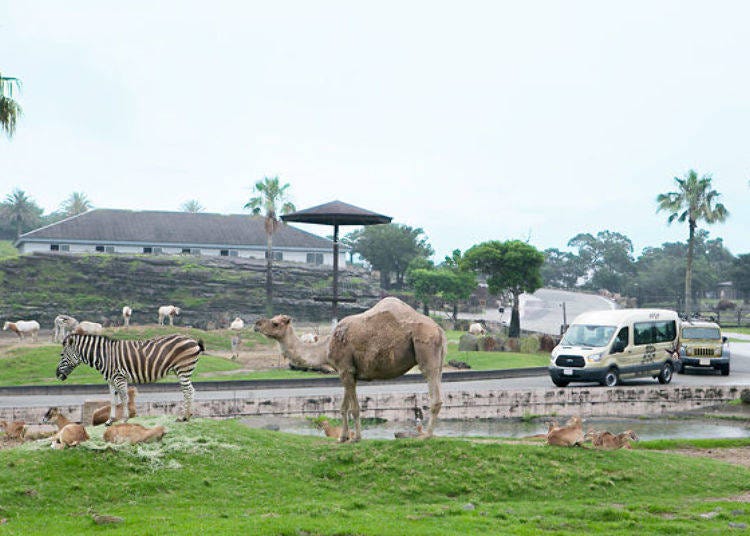 ▲ In the Jeep Safari Explore Tour you ride in a chartered jeep following the guide car while listening to explanations by wireless radio (estimated time about 70 minutes, Friendly Jeep [minibus] costs 3,000 yen per person; Family Jeep [chartered jeep] costs 12,000 per vehicle) *tax included in both prices