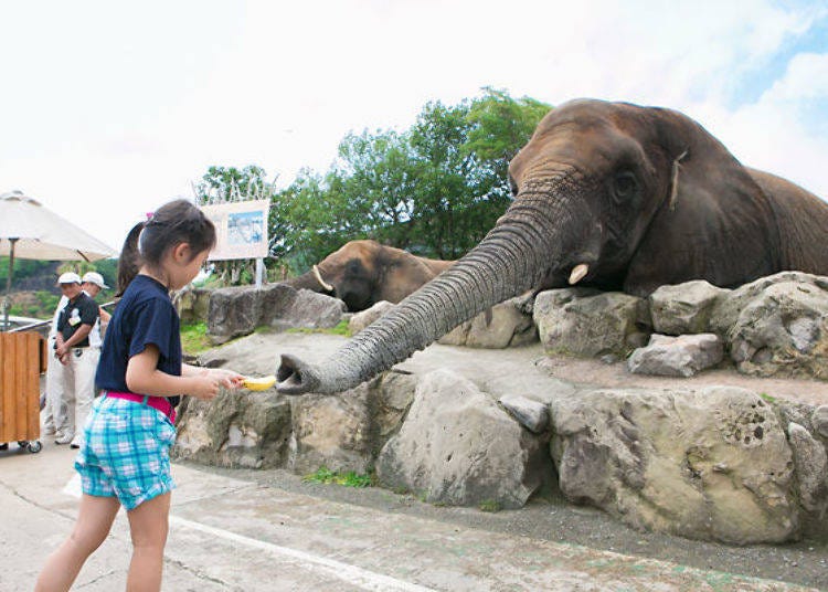 ▲ African elephant feeding (200 yen each time, tax included)