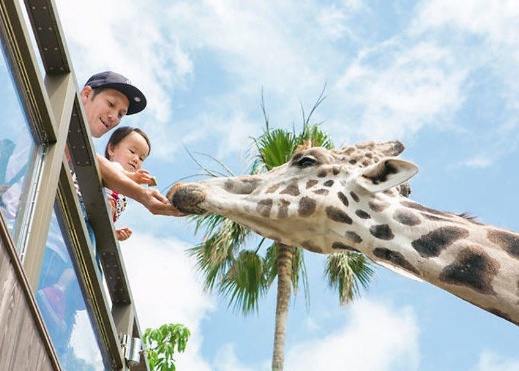 ▲Giraffe feeding (100 yen each time including tax). The giraffe will lick your hand with its warm tongue.
