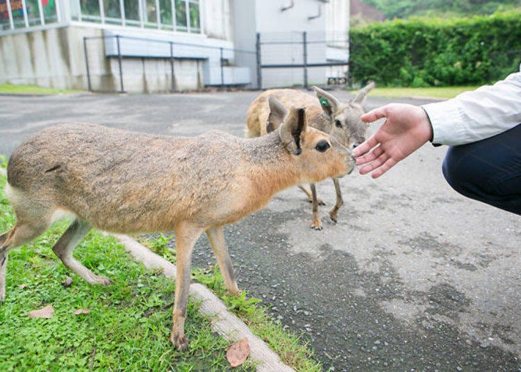 ▲There are many kinds of small animals and birds in the Feeling Area. You can freely touch the animals that roam around the area.