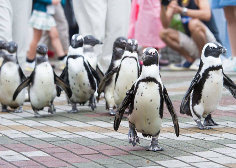 ▲ Penguins parading down Flower Street. Penguin Parade