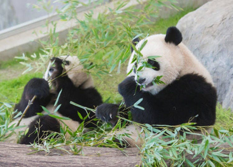 panda tours to japan