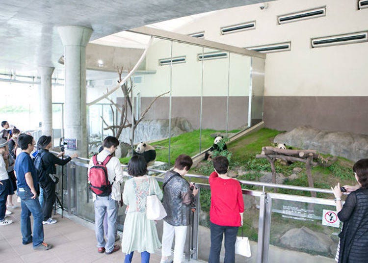 ▲Indoor panda area of Panda Love. It is crowded with park visitors throughout the day.